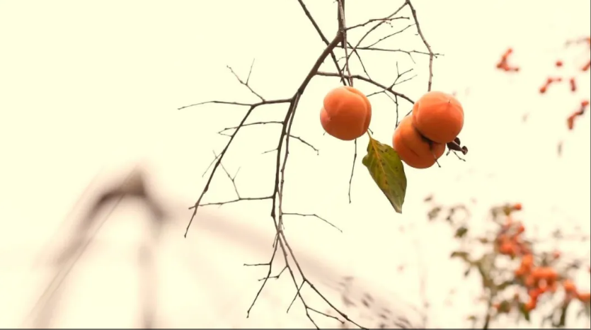 wechat_2025-11-10_111334_727