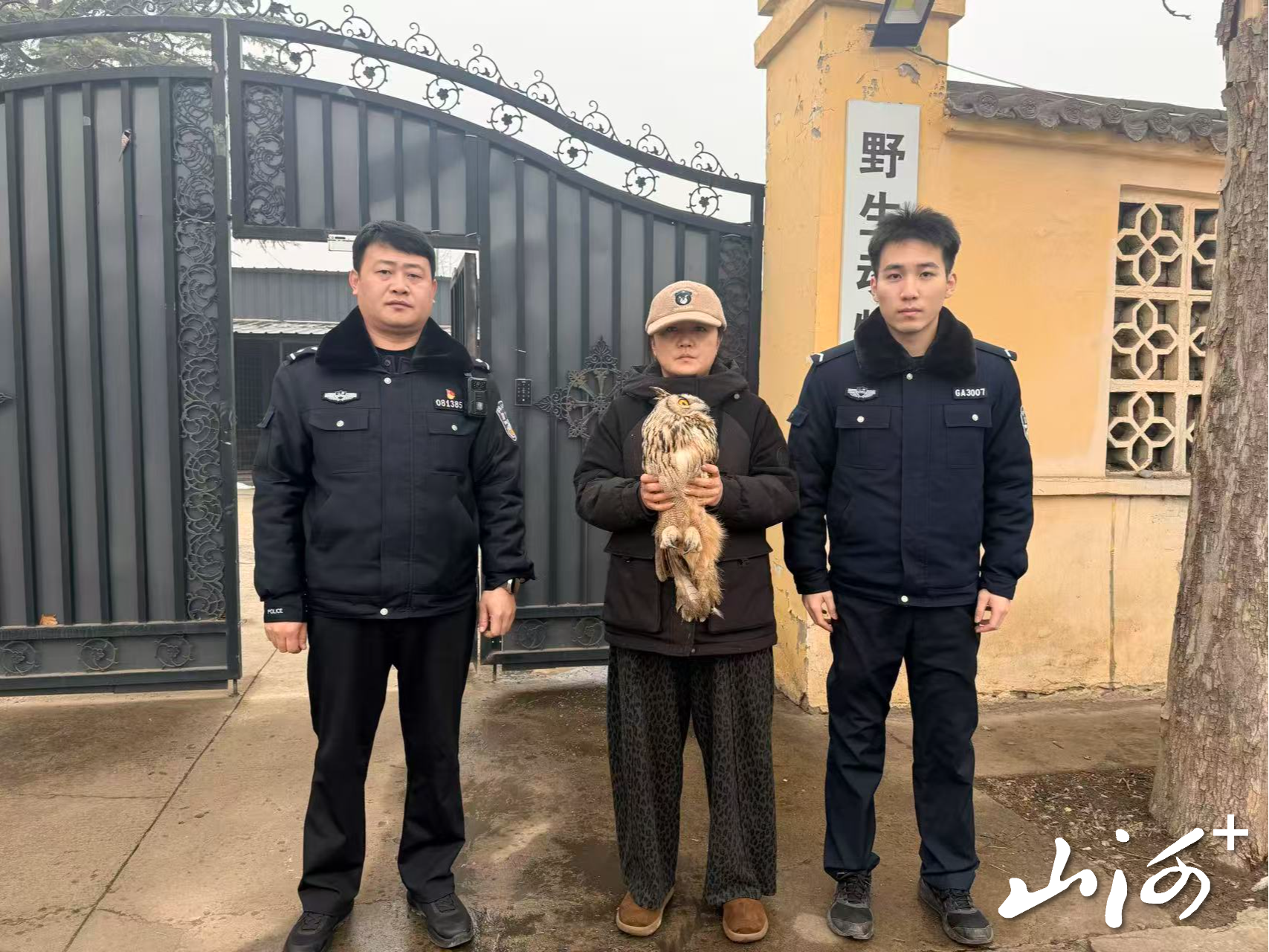 雕鸮交给野生动物保护部门