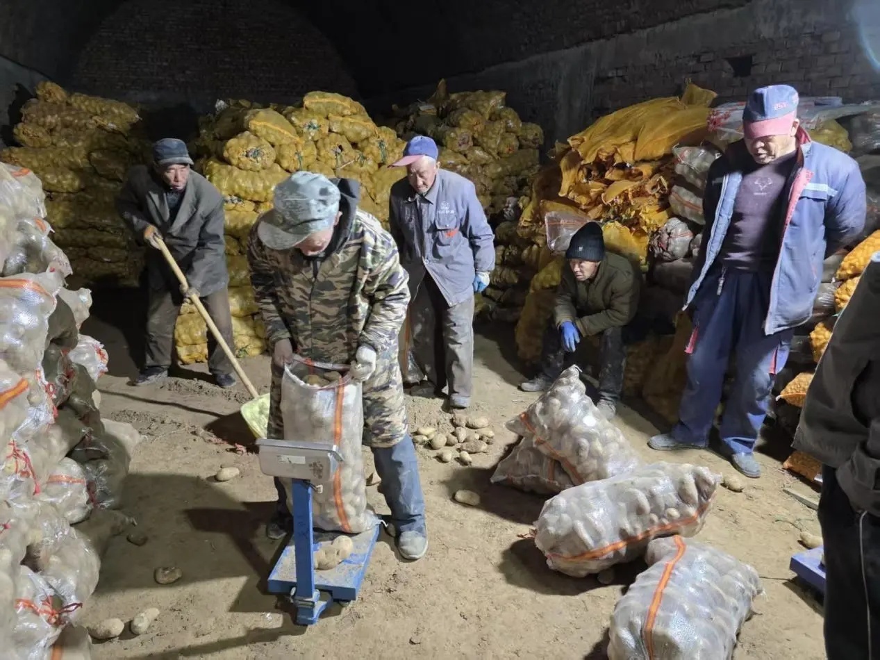 白马石乡将台背村党支部、界河村党支部成立党员互助小分队，帮助缺劳户开展马铃薯选种备耕工作。