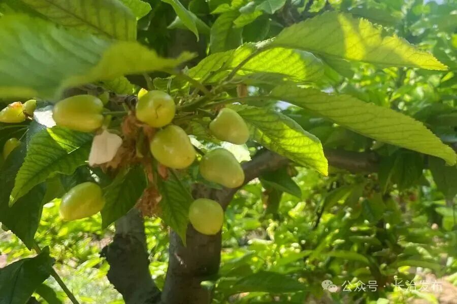 方兴车厘子：特色农业致富新标杆 (2).jpg