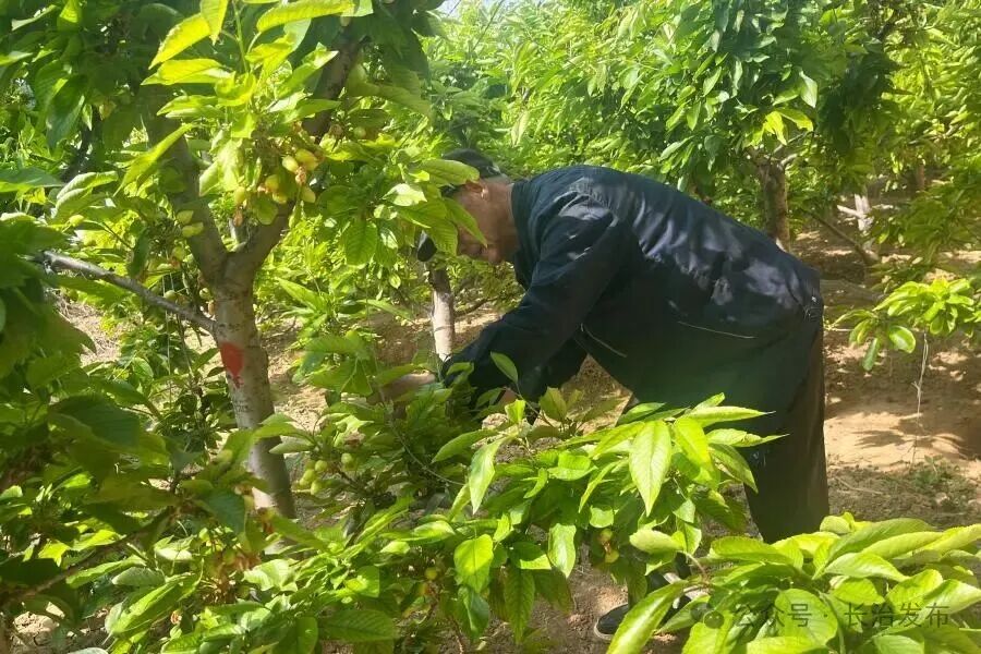 方兴车厘子：特色农业致富新标杆 (1).jpg