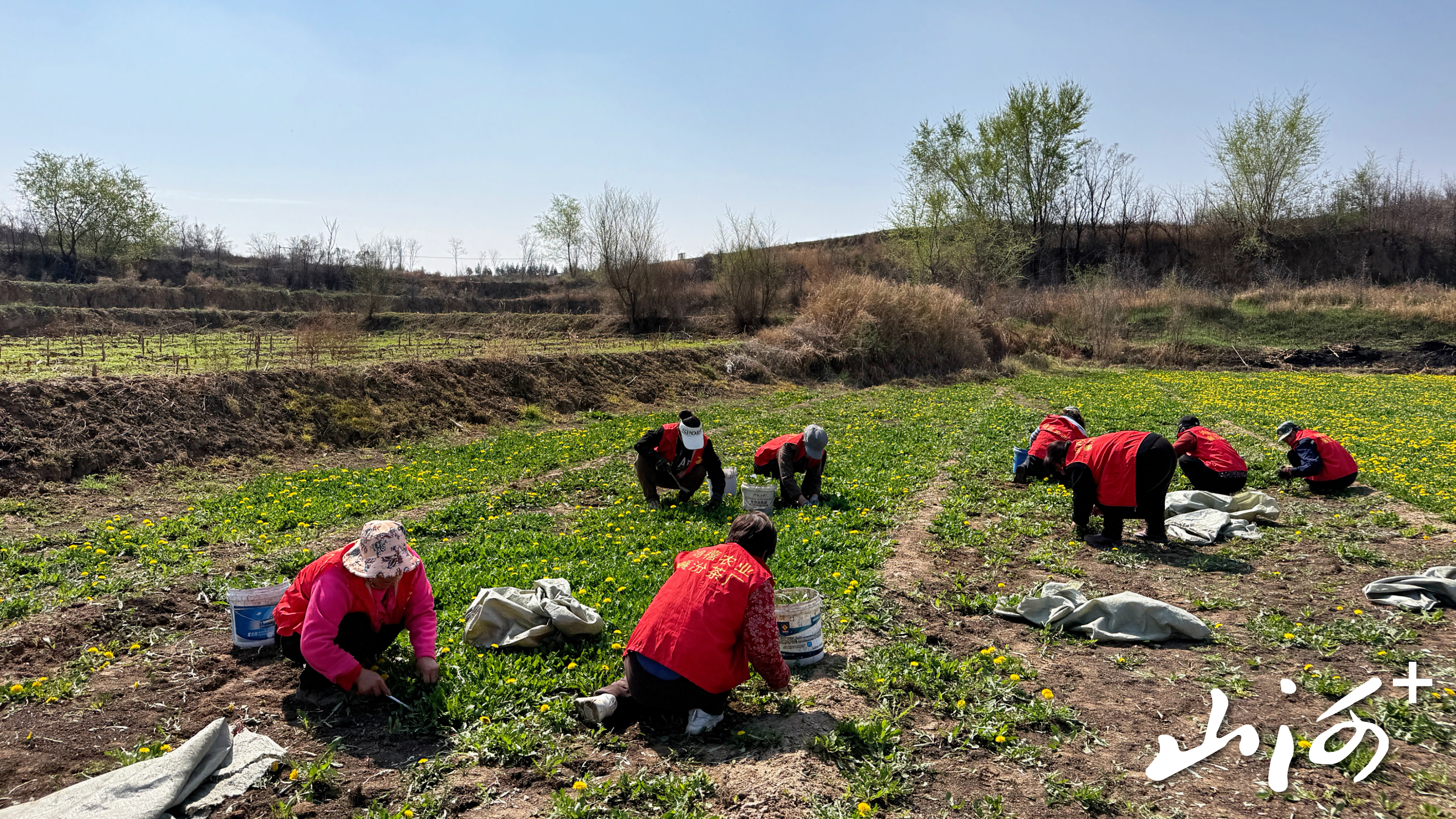 刘俊红的蒲公英基地。
