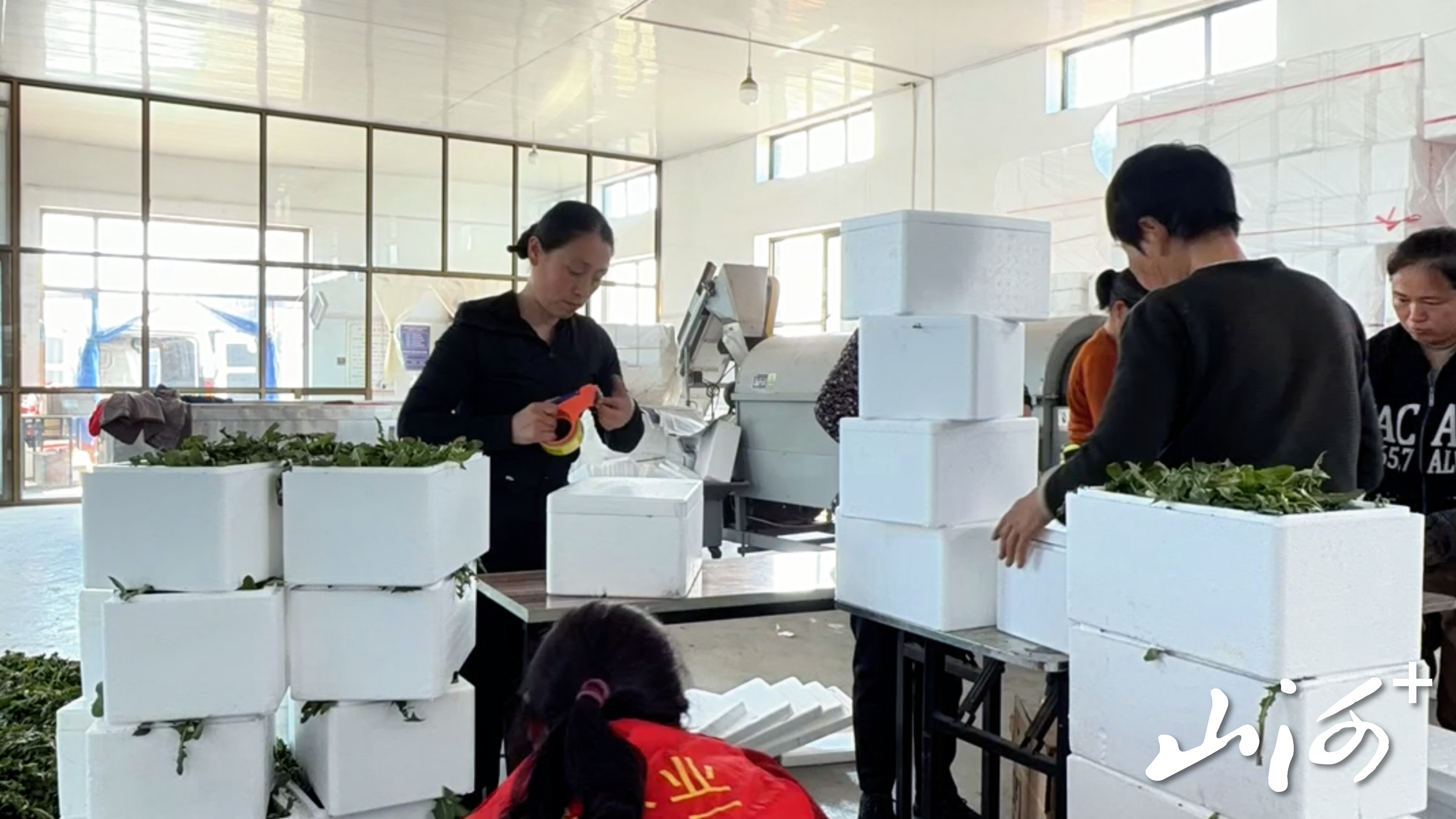 刘俊红（左）正在打包蒲公英