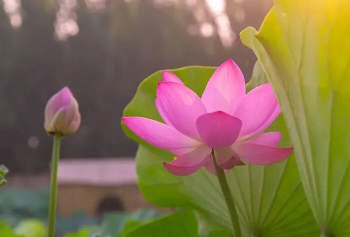 荷花.jpg