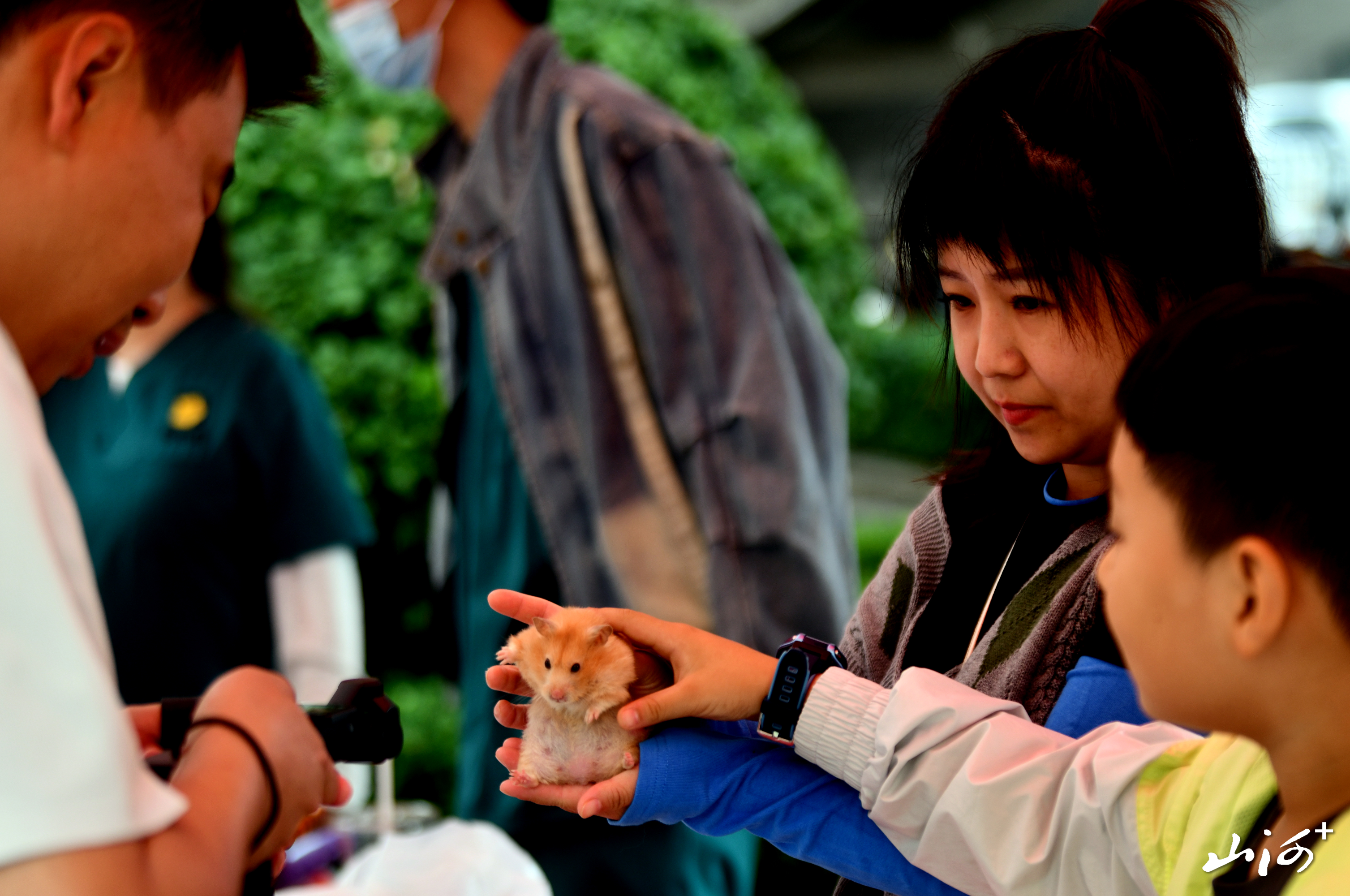 ZQD_1432 ZQD_1432