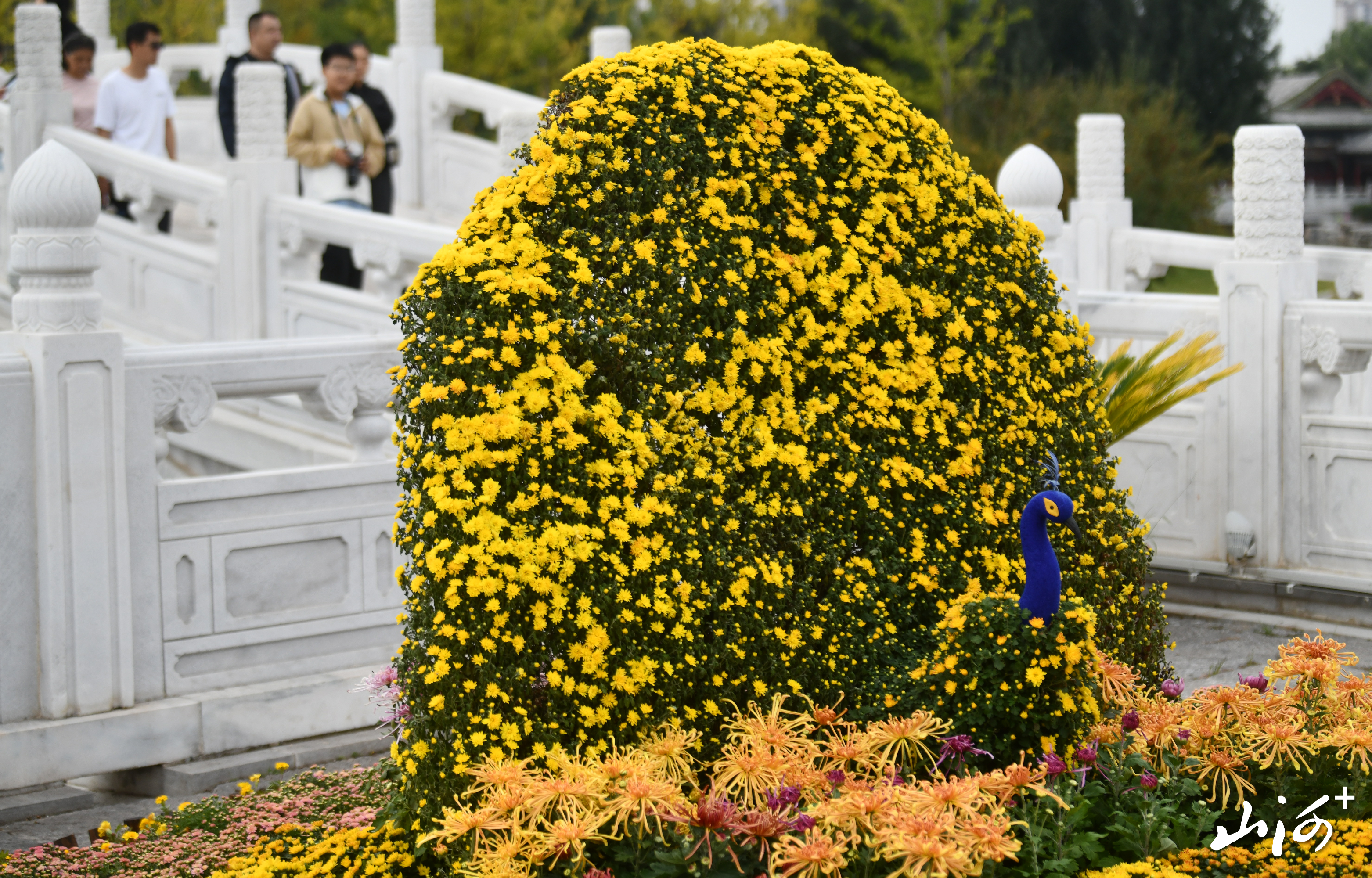 ZQD_2929