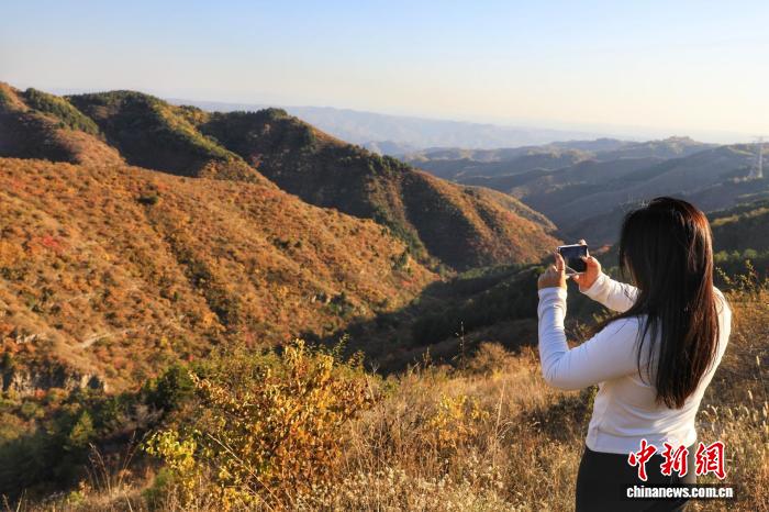 山西柳林林场红叶入佳境山林生态引客来