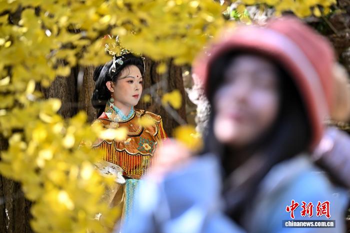 山西太原：晋祠一雄一雌明代古银杏满树金黄